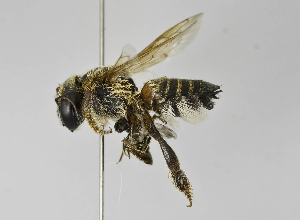  (Megachile sp. 3 - B1397-D08)  @14 [ ] CreativeCommons - Attribution Non-Commercial Share-Alike (2010) Packer Collection at York University York University