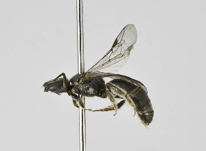  (Lasioglossum sp. 6-AT - B1397-D10)  @14 [ ] CreativeCommons - Attribution Non-Commercial Share-Alike (2010) Packer Collection at York University York University