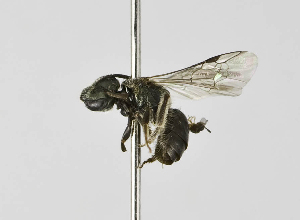  (Lasioglossum sp. 1-AT - B1397-E03)  @13 [ ] CreativeCommons - Attribution Non-Commercial Share-Alike (2010) Packer Collection at York University York University
