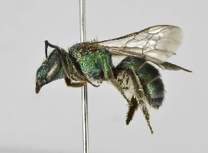  (Augochloropsis ARG08 - B1397-E09)  @15 [ ] CreativeCommons - Attribution Non-Commercial Share-Alike (2010) Packer Collection at York University York University