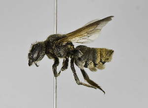  (Megachile sp. 8 - B1397-G12)  @15 [ ] CreativeCommons - Attribution Non-Commercial Share-Alike (2010) Packer Collection at York University York University