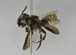  (Megachile sp. LP-6 - B1397-H01)  @14 [ ] CreativeCommons - Attribution Non-Commercial Share-Alike (2010) Packer Collection at York University York University