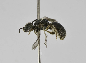  (Lasioglossum sp. 7 - B1397-H02)  @14 [ ] CreativeCommons - Attribution Non-Commercial Share-Alike (2010) Packer Collection at York University York University