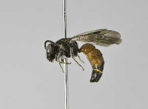  (Sphecodes SEA03 - B3254-C11)  @14 [ ] CreativeCommons - Attribution Non-Commercial Share-Alike (2010) Packer Collection at York University York University