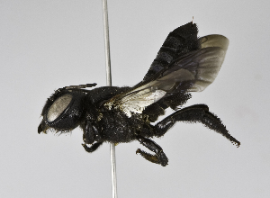 (Megachile disjuncta - B3254-E02)  @15 [ ] CreativeCommons - Attribution Non-Commercial Share-Alike (2010) Packer Collection at York University York University