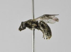  (Lasioglossum cavillosum - B3254-G04)  @14 [ ] CreativeCommons - Attribution Non-Commercial Share-Alike (2010) Packer Collection at York University York University