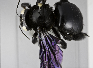  (Xylocopa sp. 1 nds - B3254-G05)  @13 [ ] CreativeCommons - Attribution Non-Commercial Share-Alike (2010) Packer Collection at York University York University