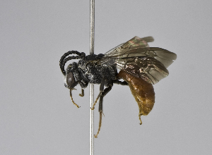  (Sphecodes SEA02 - B3254-H04)  @14 [ ] CreativeCommons - Attribution Non-Commercial Share-Alike (2010) Packer Collection at York University York University