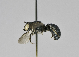  (Ceratina unimaculata - B3254-H11)  @14 [ ] CreativeCommons - Attribution Non-Commercial Share-Alike (2010) Packer Collection at York University York University