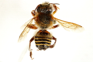  (Megachile curvipes - 06708D07-BRA)  @11 [ ] CreativeCommons - Attribution (2016) CBG Photography Group Centre for Biodiversity Genomics