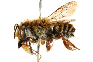  (Megachile tupinaquina - 06708F05-BRA)  @11 [ ] CreativeCommons - Attribution (2016) CBG Photography Group Centre for Biodiversity Genomics