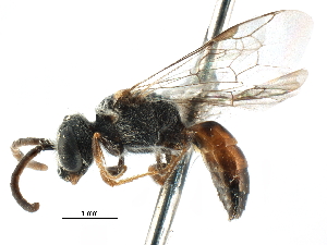  (Sphecodes ARG02 - 06729H11-ARG)  @15 [ ] CreativeCommons - Attribution (2015) CBG Photography Group Centre for Biodiversity Genomics