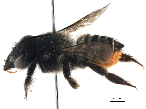  (Megachile terrestris - 06730C07-BRA)  @11 [ ] CreativeCommons - Attribution (2016) CBG Photography Group Centre for Biodiversity Genomics