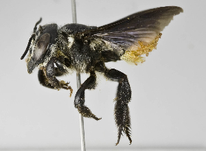  (Megachile nigripennis - B1401-C08)  @15 [ ] CreativeCommons - Attribution Non-Commercial Share-Alike (2010) Packer Collection at York University York University