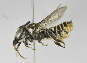  (Megachile PRY01 - B1401-C09)  @14 [ ] CreativeCommons - Attribution Non-Commercial Share-Alike (2010) Packer Collection at York University York University