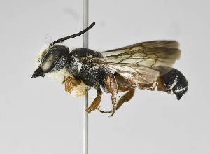  (Megachile PRYQ1 - B1401-C10)  @14 [ ] CreativeCommons - Attribution Non-Commercial Share-Alike (2010) Packer Collection at York University York University