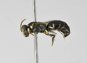  (Hylaeus PRY01 - B1401-E02)  @14 [ ] CreativeCommons - Attribution Non-Commercial Share-Alike (2010) Packer Collection at York University York University