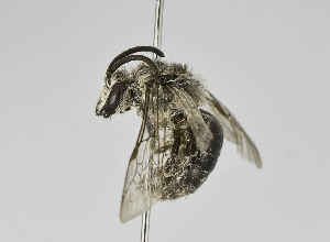  (Colletes argentinus - B1401-F02)  @15 [ ] CreativeCommons - Attribution Non-Commercial Share-Alike (2010) Packer Collection at York University York University
