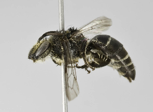  (Colletes sp. aff. petropolitanus - B1401-F04)  @14 [ ] CreativeCommons - Attribution Non-Commercial Share-Alike (2010) Packer Collection at York University York University