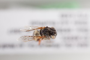  ( - CCDB-22013 F10)  @12 [ ] CreativeCommons - Attribution (2015) Laurence Packer York University