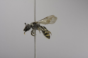  (Lasioglossum circinatum - CCDB-00601 D03)  @13 [ ] CreativeCommons - Attribution Non-Commercial Share-Alike (2010) Packer Collection at York University York University