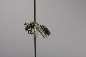  (Lasioglossum jubatum - CCDB-00601 D05)  @12 [ ] CreativeCommons - Attribution Non-Commercial Share-Alike (2010) Packer Collection at York University York University