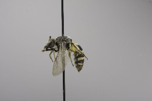  (Lasioglossum acarophilum - CCDB-00601 D06)  @14 [ ] CreativeCommons - Attribution Non-Commercial Share-Alike (2010) Packer Collection at York University York University