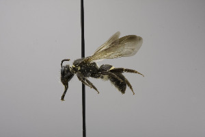  (Lasioglossum pharum - CCDB-00601 D08)  @14 [ ] CreativeCommons - Attribution Non-Commercial Share-Alike (2010) Packer Collection at York University York University