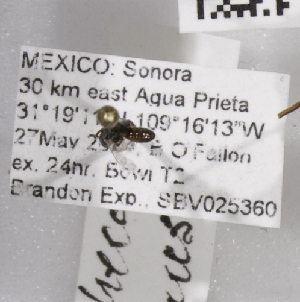  (Sphecodes MEX5 - 04745F01-MEX)  @11 [ ] CreativeCommons - Attribution Non-Commercial Share-Alike (2010) Packer Collection at York University York University
