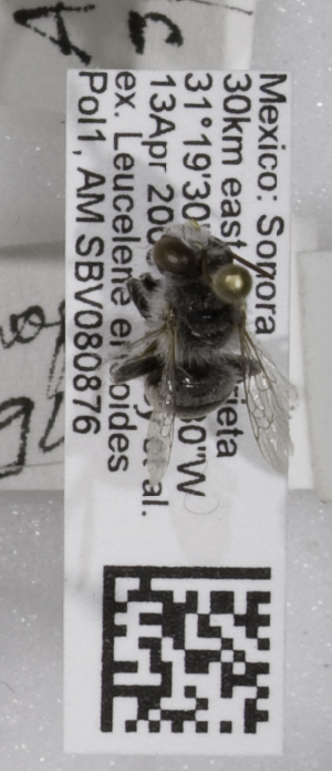  (Anthophora exigua - 04745G07-MEX)  @12 [ ] CreativeCommons - Attribution Non-Commercial Share-Alike (2010) Packer Collection at York University York University