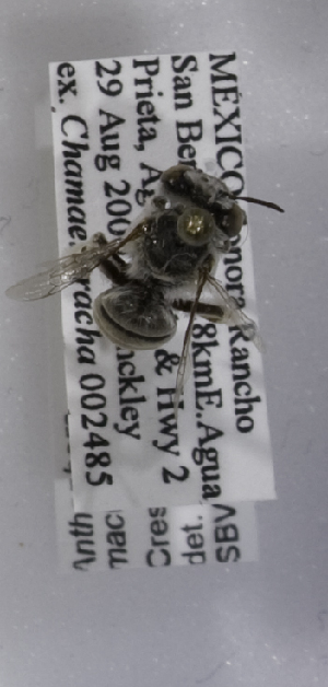  (Anthophora maculifrons - 04745H11-MEX)  @12 [ ] CreativeCommons - Attribution Non-Commercial Share-Alike (2010) Packer Collection at York University York University