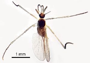  ( - 2023.05.25 Anaretella defecta (specimen BC3))  @11 [ ] CreativeCommons - Attribution Share-Alike (2024) Unspecified University of Lausanne