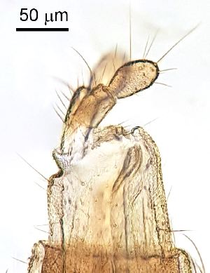  ( - 2023.05.25 Porricondyla leacheana (specimen BC2))  @11 [ ] CreativeCommons - Attribution Share-Alike (2024) Unspecified University of Lausanne