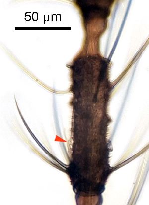  ( - 2023.05.25 Porricondyla leacheana (specimen BC2))  @11 [ ] CreativeCommons - Attribution Share-Alike (2024) Unspecified University of Lausanne