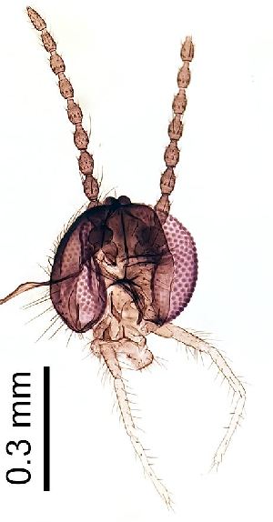 ( - 2023.05.25 Anaretella defecta (specimen BC3))  @11 [ ] CreativeCommons - Attribution Share-Alike (2024) Unspecified University of Lausanne