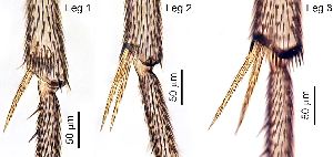  ( - 2023.05.25 Corynoptera forcipata (BS10))  @11 [ ] CreativeCommons - Attribution Share-Alike (2024) Unspecified University of Lausanne