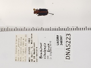  ( - UASM348387)  @11 [ ] by (2022) Wendy Moore University of Arizona Insect Collection