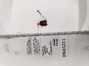  ( - UASM370729)  @11 [ ] by (2022) Wendy Moore University of Arizona Insect Collection