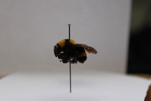  (Bombus transversalis - 21145_E4)  @11 [ ] CC-BY-NC-ND (2024) QCAZ Pontificia Universidad Católica del Ecuador