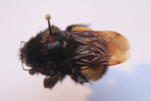  (Bombus ecuadorius - 21154_H3)  @11 [ ] CC-BY-NC-ND (2024) QCAZ Pontificia Universidad Católica del Ecuador