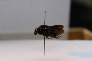  (Bombus vogti - 21398_E7)  @11 [ ] CC-BY-NC-ND (2024) QCAZ Pontificia Universidad Católica del Ecuador