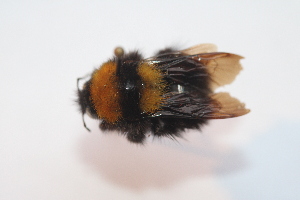  (Bombus hortulanus - 278370_F10)  @11 [ ] CC-BY-NC-ND (2024) QCAZ Pontificia Universidad Católica del Ecuador