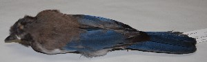  ( - CNAV024710)  @13 [ ] Copyright  Patricia Escalante Unspecified