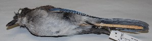  ( - CNAV024710)  @13 [ ] Copyright  Patricia Escalante Unspecified