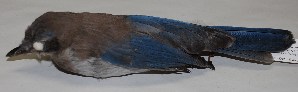  ( - CNAV024711)  @13 [ ] Copyright  Patricia Escalante Unspecified