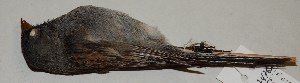  (Spizella atrogularis - CNAV024762)  @13 [ ] Unspecified (default): All Rights Reserved  Unspecified Unspecified