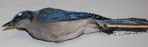  ( - CNAV025848)  @12 [ ] Copyright  Patricia Escalante Unspecified
