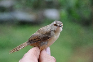  (Prinia - NHMO-33513)  @15 [ ] Unspecified (default): All Rights Reserved  Unspecified Unspecified