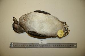  ( - NHMO-BC141)  @13 [ ] Unspecified (default): All Rights Reserved  Unspecified Unspecified