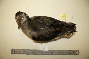  ( - NHMO-BC141)  @13 [ ] Unspecified (default): All Rights Reserved  Unspecified Unspecified
